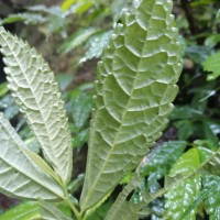 Elatostema acuminatum (Poir.) Brongn.